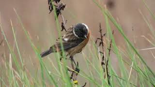 Common Stonechat Saltimpalo Saxicola torquata [upl. by Eojyllib]