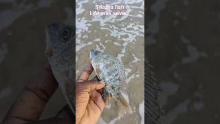 Rescue mission completed arcade ytshorts trending fish respect viralvideo [upl. by Yrrol]