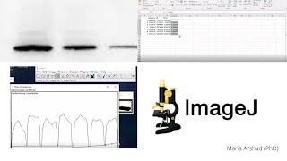 western blot Data analysis for protein quantification imagej Part 2 [upl. by Sukramaj]