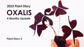 Oxalis triangularis 4 months plant growth update  Oxalis triangularis corns and plant care [upl. by Aisyla]