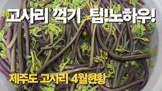 고사리채취제주도고사리제주고사리포인트제주고사리많으곳고사리삶는법제주도고사리채취시기 [upl. by Joung]