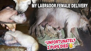 My Labrador Female Delivery  Labrador Female Giving Birth To Puppies  Dog Delivery at Home [upl. by Delainey]