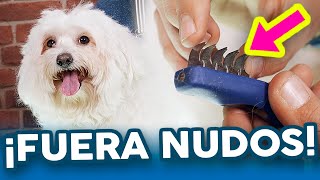 Cómo QUITAR NUDOS de forma FÁCIL y RÁPIDA 😊 Peluquería Canina [upl. by Goodkin]