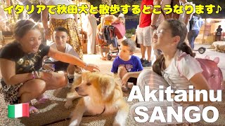 Akita dog loved by Italians [upl. by Nekcerb]