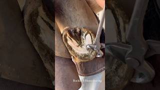 Trimming overgrown horse hoof oddlysatisfying farrier horseshoeing [upl. by Sigler387]