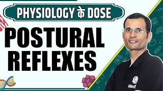 Postural Reflexes  1st Year MBBS  Dr Vivek  Physiology के Dose [upl. by Hoffarth337]