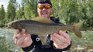 Small Creek Grayling Fishing In Alaska With Spinners The Easiest Way To Catch Grayling Joe’s Flies [upl. by Burr]