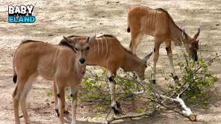 New Generation Of Elands Eating [upl. by Netsew]