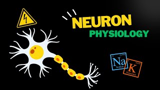 Action potential in the neuron EASY overview [upl. by Lyndy547]