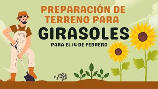 Preparación de tierra para siembra de girasoles🌻🌻 [upl. by Llednahs847]