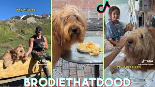 Brodie That Dood Funny Dog Tik toks 2023  Best BrodieThatDood Tik tok Videos [upl. by Nuahsad759]