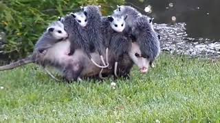 CUTE Mommy Opossum Carrying her Babies [upl. by Enomaj773]