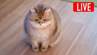 Hosico Live stream  04302022 [upl. by Lelah915]