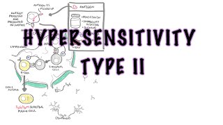 Hypersensitivity Type II Cytotoxic reaction  causes pathophysiology complement system [upl. by Else]