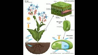 What is Photosynthesis process Full details in description in three dotsscience shorts [upl. by Eniawed]