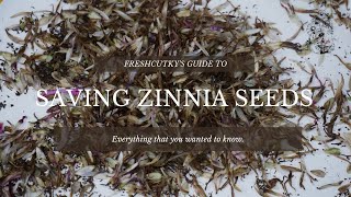 SAVING ZINNIA SEEDS EVERYTHING YOU NEED TO KNOW [upl. by Wasson27]