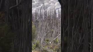 Forests burned down in Bariloche 🇦🇷 forestfire bariloche argentina [upl. by Skantze]