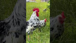 Beautiful EXCHEQUER LEGHORN rooster crowing exchequerleghorn leghornchicken rooster hühner [upl. by Cece]