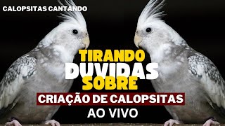 Calopsitas Cantando Como criar calopsitas tire suas Dividas transmitindo ao vivo [upl. by Bachman202]