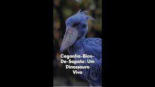 CegonhaBicoDeSapato Um Dinossauro Vivo [upl. by Krissy807]