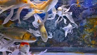 ASMR Aquarium Bliss Vibrant Fish and Relaxing Water Sounds [upl. by Darrey]