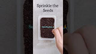 Daisy seeds germination youtubeshorts ytshorts shorts gardeninglovers make heaven on earth [upl. by Smart]