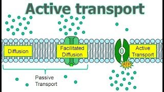 Active Transport [upl. by Magocsi]