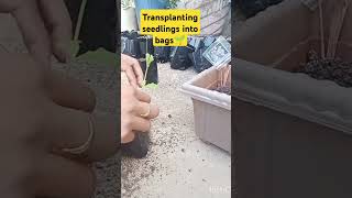 who to transplant seedling transplanting plants in polythene bags🌱 transplanting seedlings garden🪴 [upl. by Aenad431]