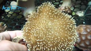 Mushroom Leather Coral Sarcophyton sp  AquaFishVietcom [upl. by Nannek]