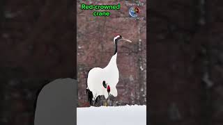 লাল মুকুটযুক্ত ক্রেন বা সারস। Redcrowned crane bird crane japan china siberian [upl. by Socem138]