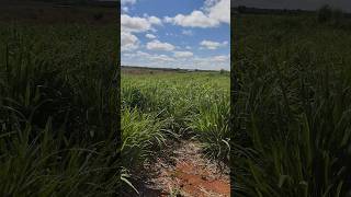 CAPIM ANDROPOGON ESTA CRESCENDO agro roça agricultura animals agriculture farm [upl. by Pare]