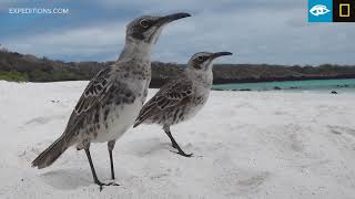 Mockingbird  Galapagos  Lindblad ExpeditionsNational Geographic [upl. by Ecad640]