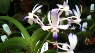 OrchidWeb  Neostylis Lou Sneary Bluebird [upl. by Ativoj]