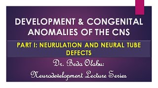 DEVELOPMENT OF THE CNS PART I  NEURULATION amp NEURAL TUBE DEFECTS [upl. by Eimerej]