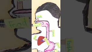 Human digestive system project [upl. by Sirapal]