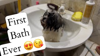 Shih Tzu Transformation Rescue Dogs FirstBath dog [upl. by Bruner]