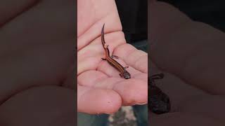 Plethodontidae redbackedsalamander nature beautiful loveanimals amphibian civilwars [upl. by Gough]