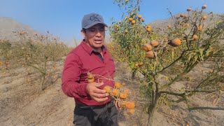 ES UNA PENA ABANDONARON ESTE CAMPO LLENÓ DE MANDARINAS 😱😔🍊🏕🇵🇪🧑‍🌾👇 [upl. by Adriene]