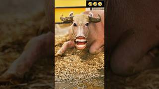 Caw video🐂 funny caw cute animals comedy cartoon [upl. by Lawler]