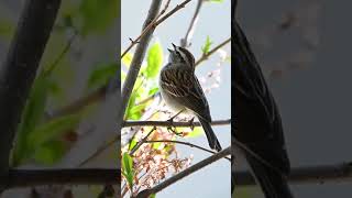 Why Sparrows Are the Most Beautiful Birds [upl. by Harned]