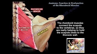 Anatomy Function amp Dysfunction Rhomboid Muscles  Everything You Need To Know  Dr Nabil Ebraheim [upl. by Brinson]