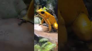 Poison Dart Frog [upl. by Aleedis]