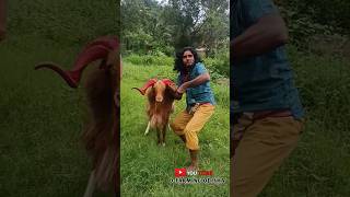 😈😱Viral jampali begi trainingbest beautiful big sheep⚡odisha youtubeshot full viral 😍😱🔥 [upl. by Bat]