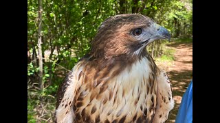 Red tailed Hawk animal encounter with Samantha [upl. by Jacobina679]