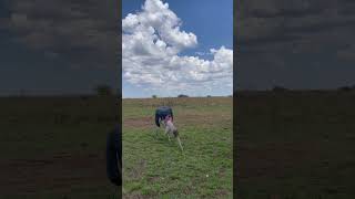 Marabou stork in Mara travel traveltoexplore gamedrive kenyasafari bucketlist travelafrica [upl. by North]