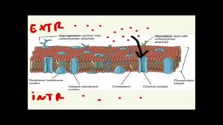 CORSO DI BIOLOGIA GENERALE  LEZIONE 29  TRASPORTI TRA LA MEMBRANA CELLULARE [upl. by Antebi]