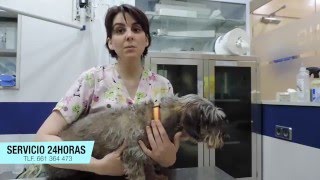 Esterilización o castración de PERRA PEQUEÑA HEMBRA campaña marzo 2016 [upl. by Breech204]