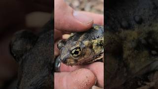 The Strange Eastern Spadefoot Toad amphibians adventure wildlife animals beautiful cute [upl. by Singer825]