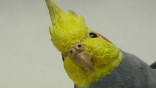 石粉粘土でオカメインコを作ってみた [upl. by Herwin]