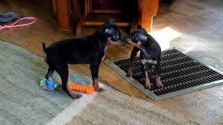 Miniature Pinscher Puppies For Sale [upl. by Ignacius]